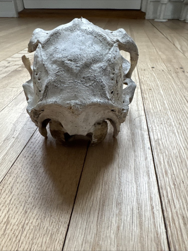 Animal Skull ? Deer Real