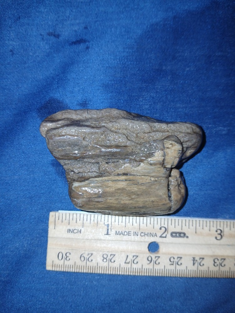 3.5 oz Agatized Petrified Wood