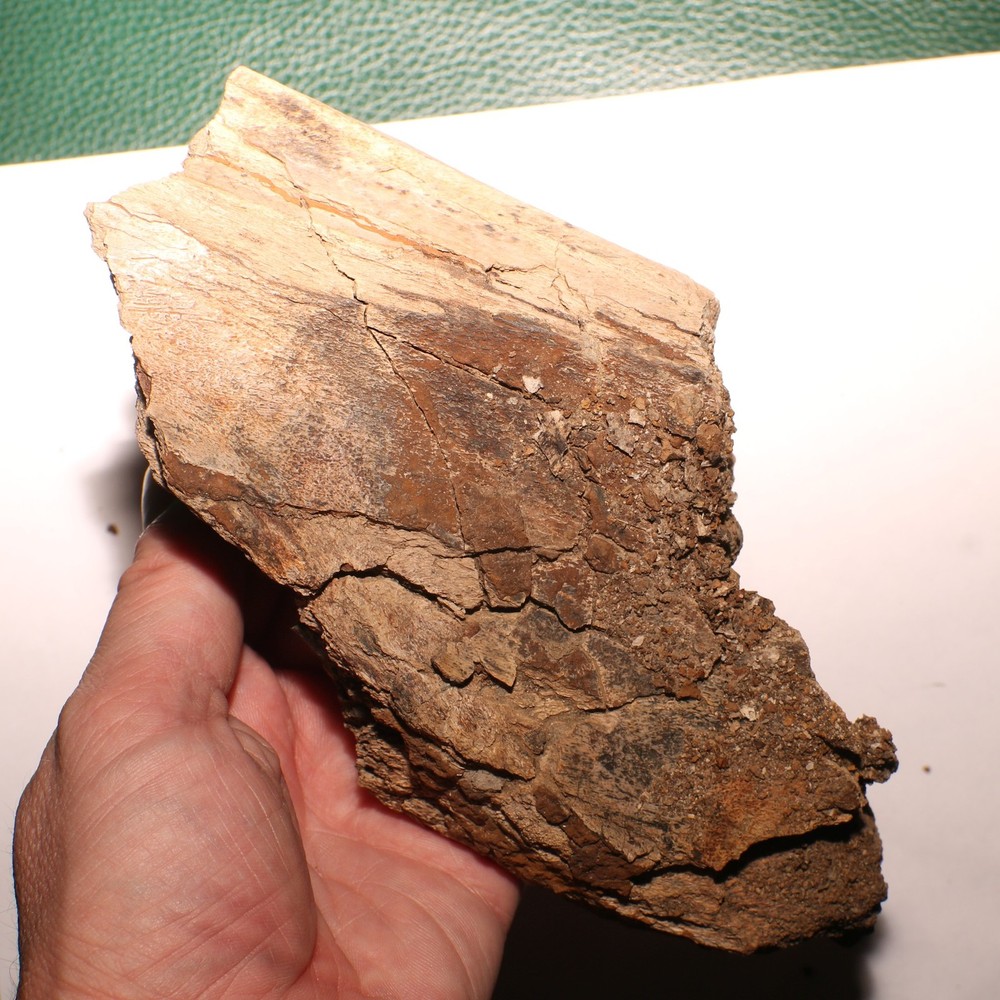 Large Dinosaur Bone Section - Authentic Fossil - Hell Creek Formation Cretaceous