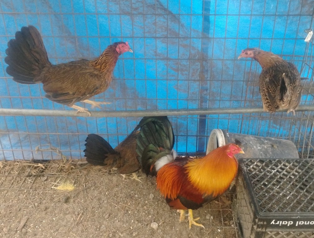 Hatchings eggs 6+ Red/pumpkin