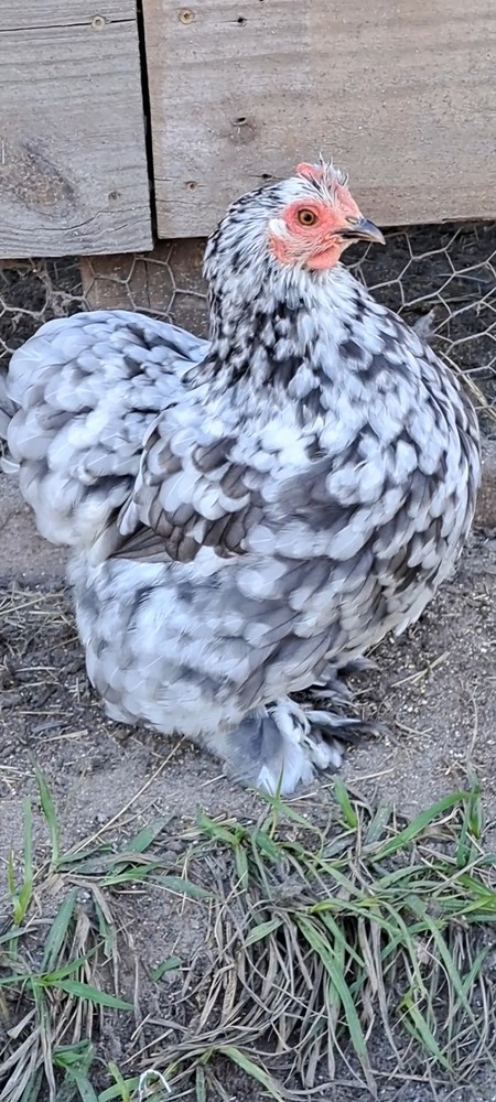1 Dozen Bantam Cochin Hatching Eggs
