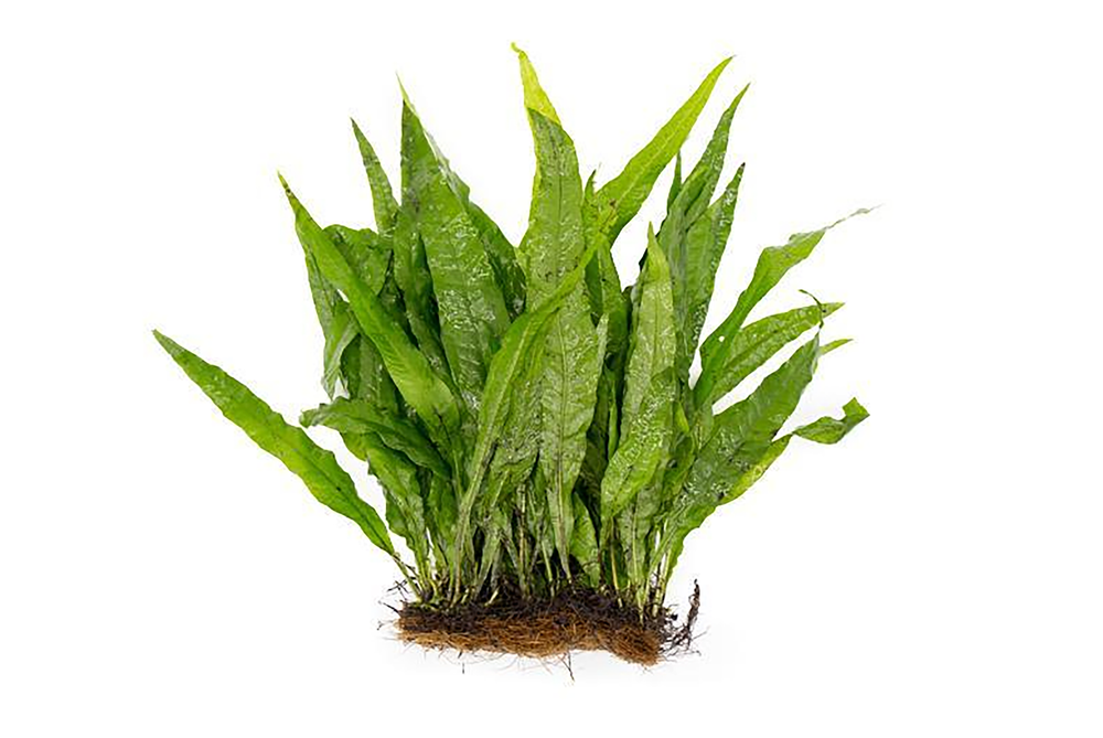 Java Fern Microsorum Pteropus Bare Root