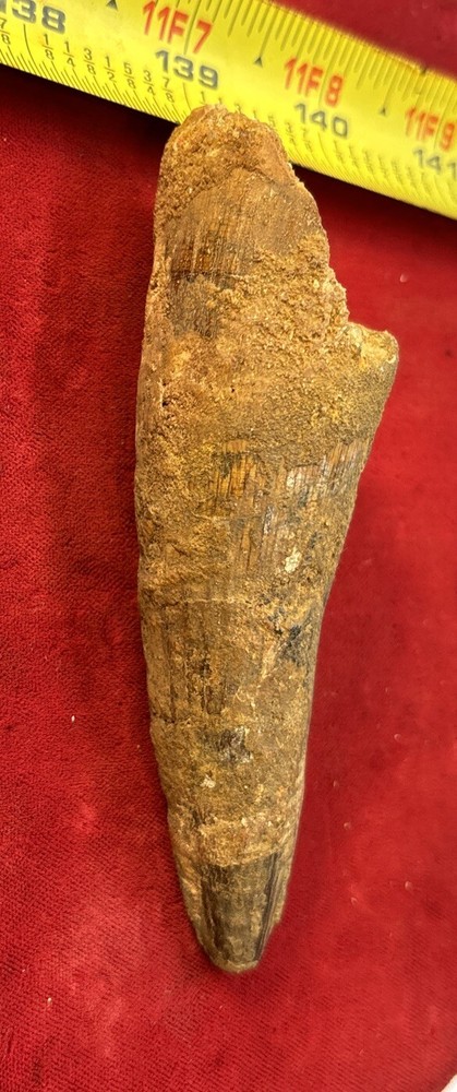 Authentic 4” Spinosaurus Tooth Fossil
