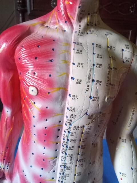 Vintage Composition Acupuncture Model On Stand Approximately 3 ft. Tall