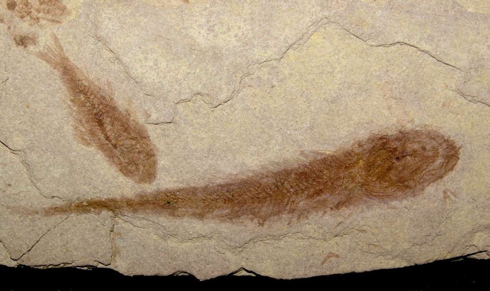 Palaeogadus carpathicus - Very rare fossil fish