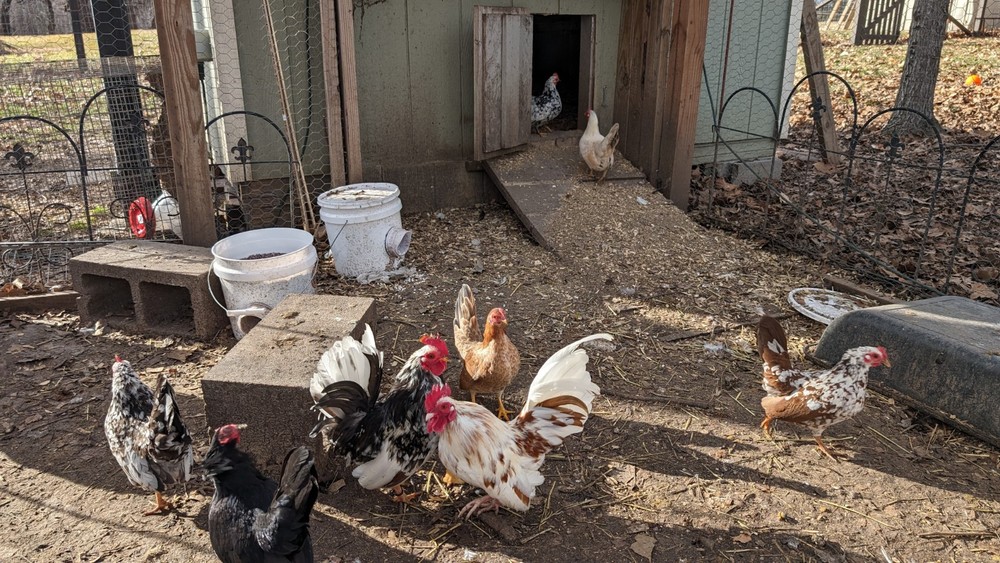 10++ eggs: Serama Bantam Chicken Hatching Eggs-Pocket, Teacup, Tiny