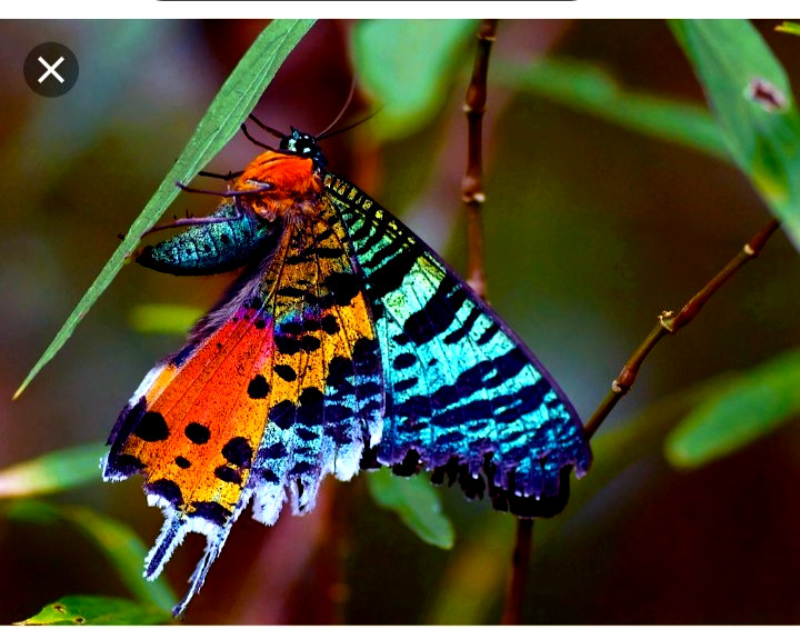 uraniidae  ryphaeus