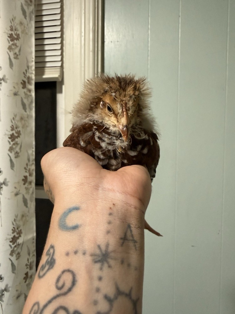 SURPRISE Mixed Chicken, Duck, Goose hatching eggs