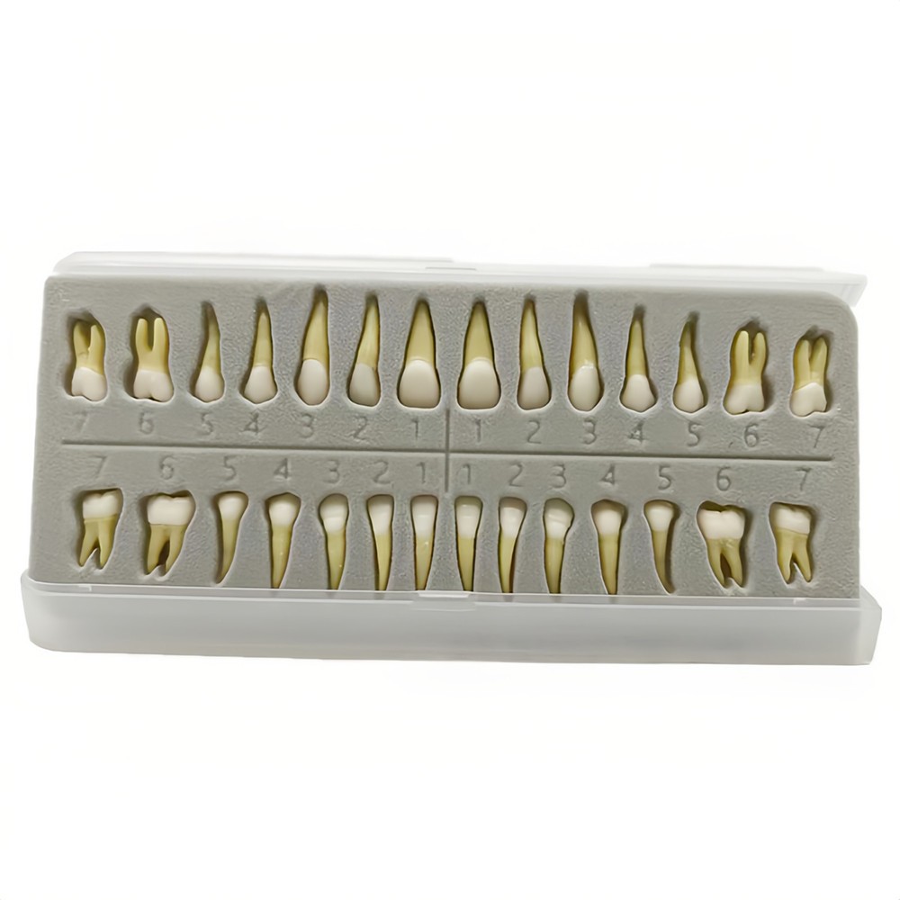 28 Resin Dental Permanent Teeth Study Tooth Model Discrete With Root Simulation