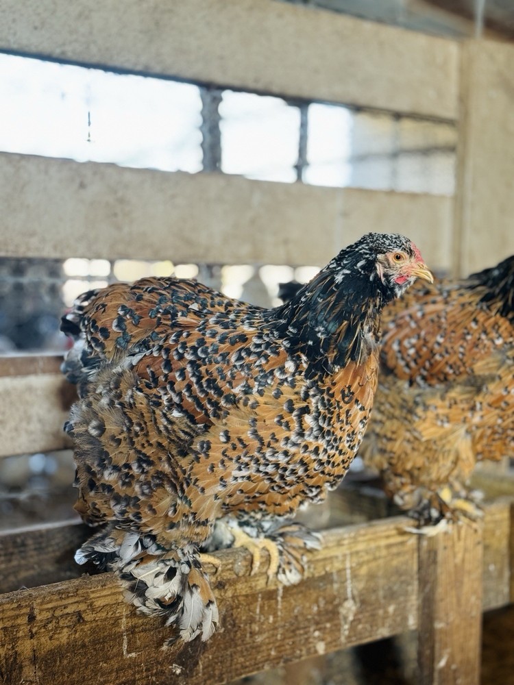 12++ Porcelain Brahma Hatching Eggs
