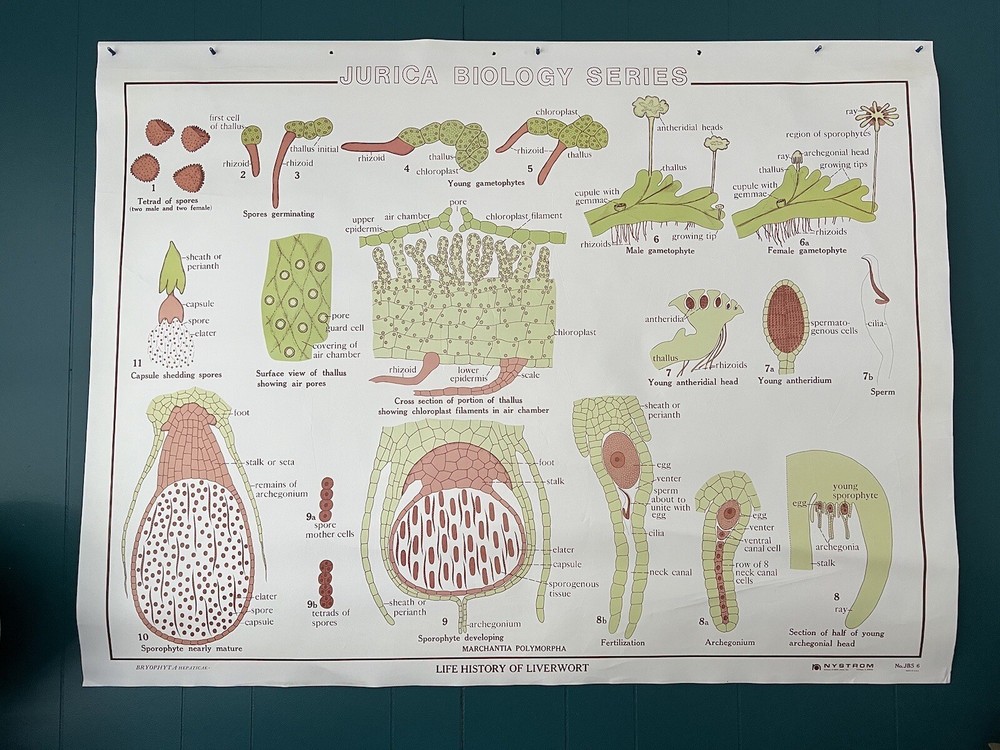 Vintage Science Biology Classroom Chart Poster - Liverwort & Root/Plant Function