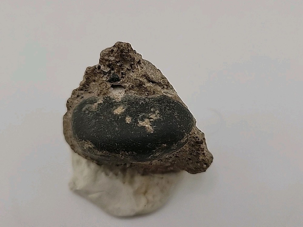 Real Permineralized Reptile Egg Fossil