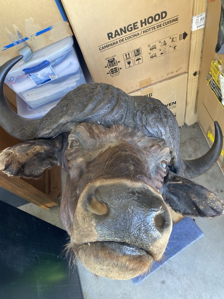 Cape Buffalo Head/shoulder mount