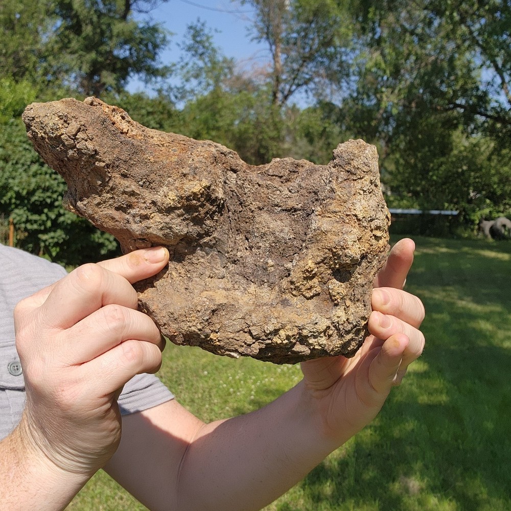 Triceratops Vertebra - Dinosaur Fossil - Authentic - Hell Creek Formation
