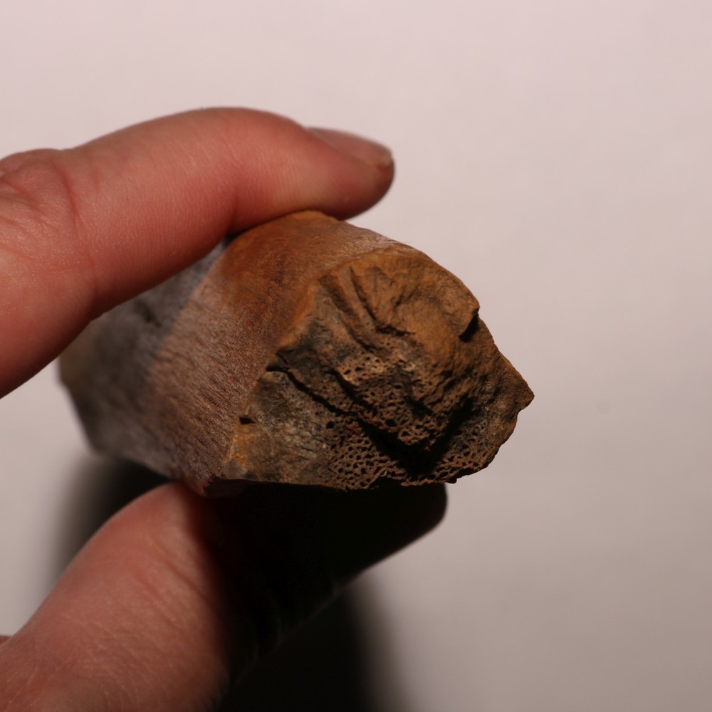 Gorgeous Round Dinosaur Rib Section Hell Creek Formation Cretaceous - Beautiful