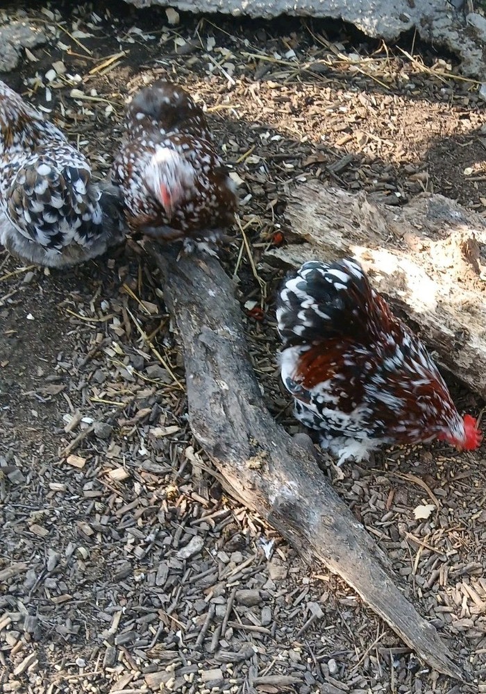 1/2 Dozen Mille Fleur Bantam Cochin Hatching Eggs