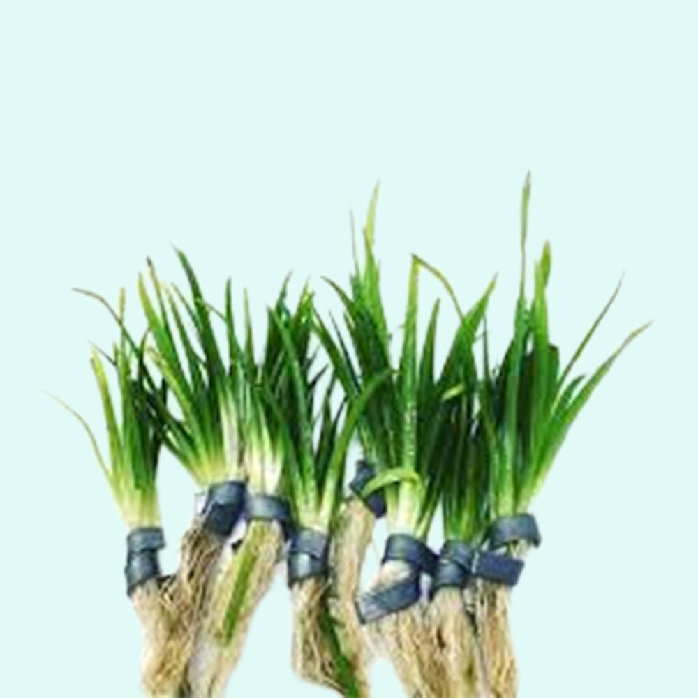 Dwarf Sagittaria (Subulata) Bundle