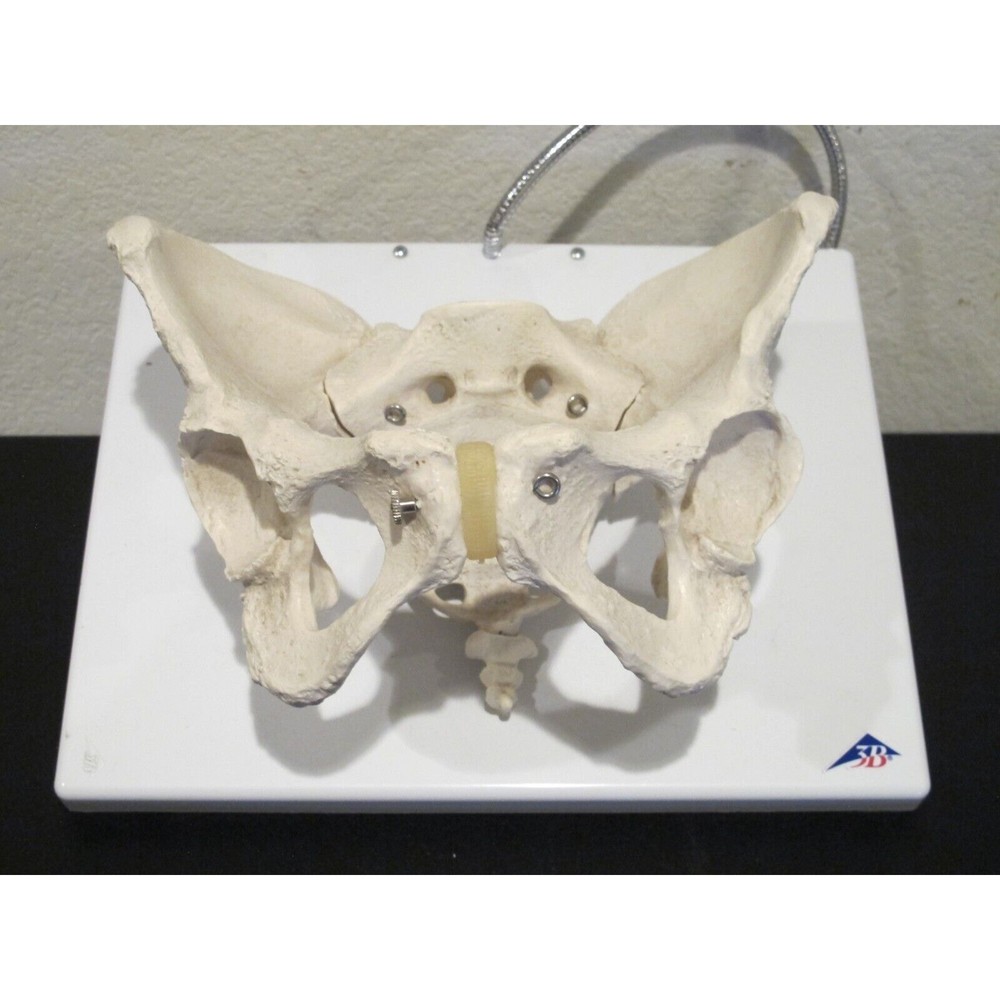3B Scientific Human Anatomical Pelvis Skeleton Model