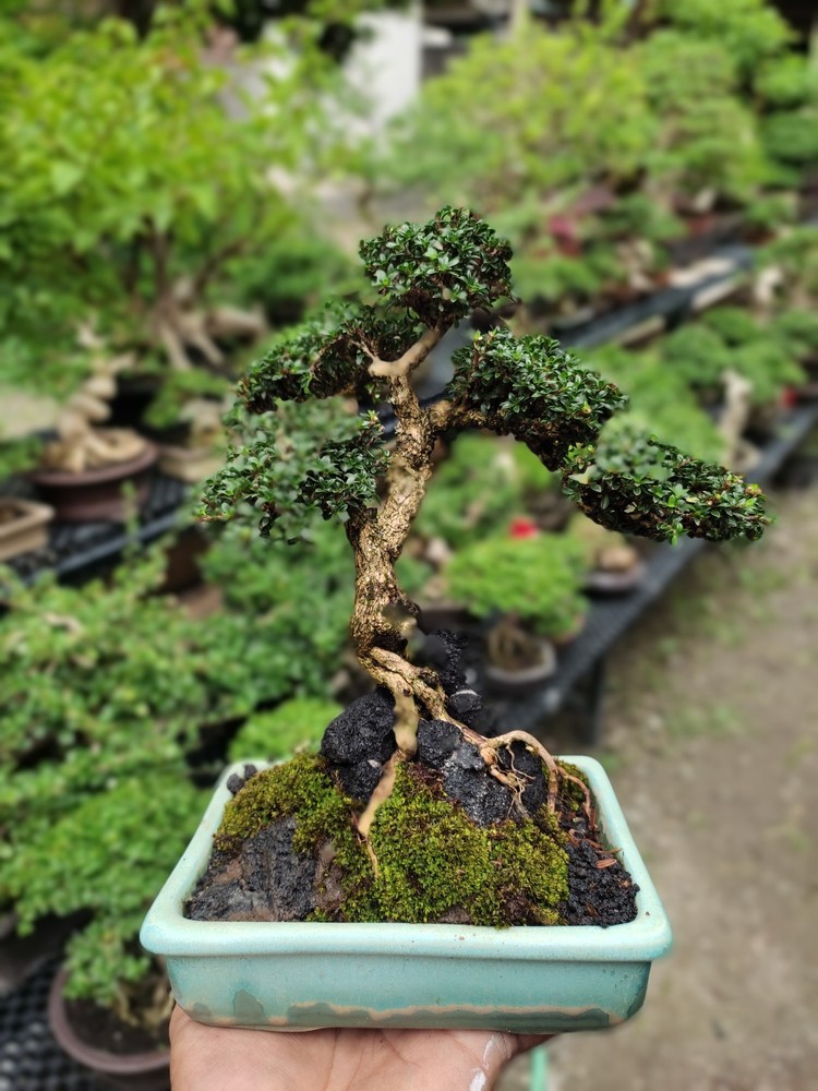 Serissa Foetida Living Tree Bonsai Tree