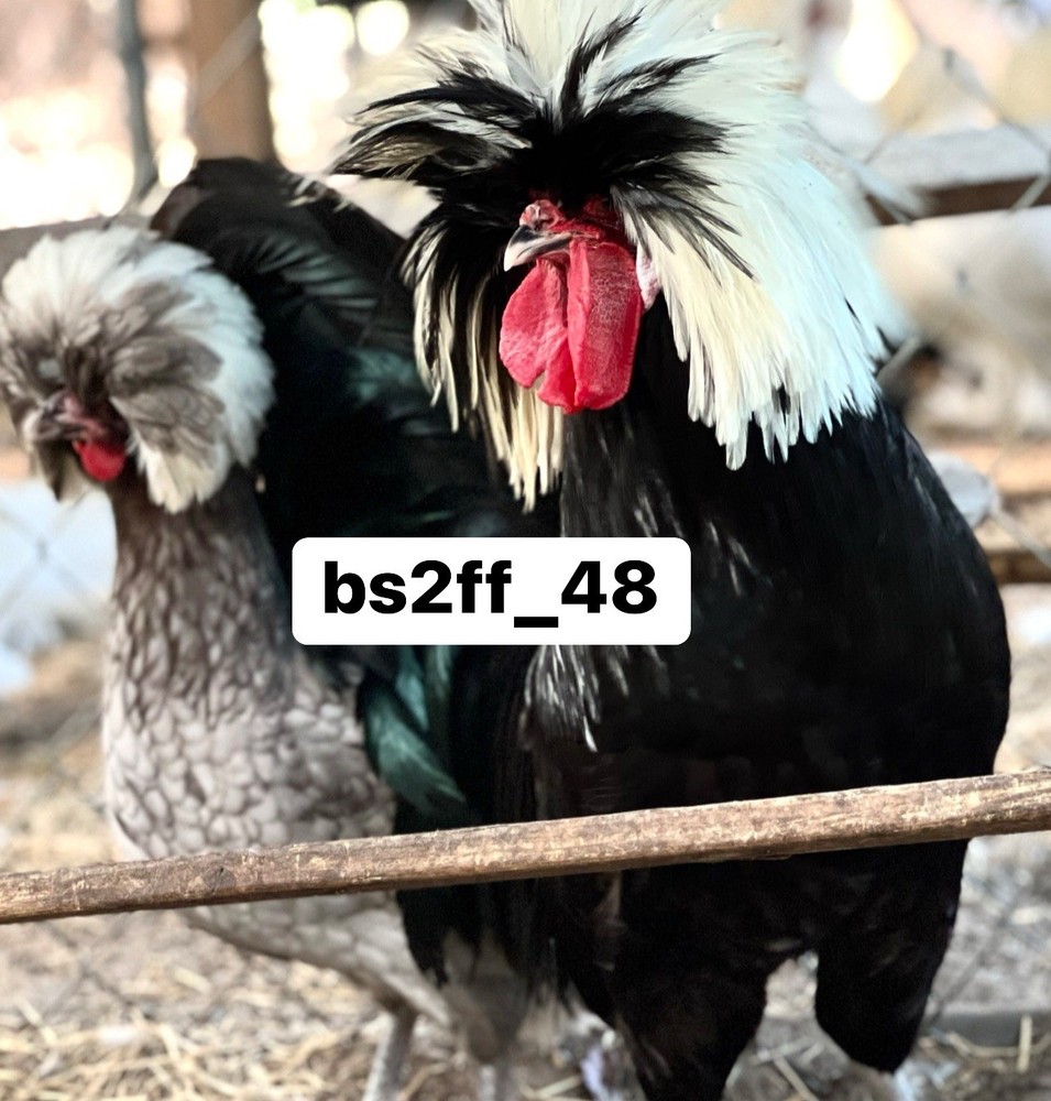 24+ Polish Hatching Eggs Variety Pack