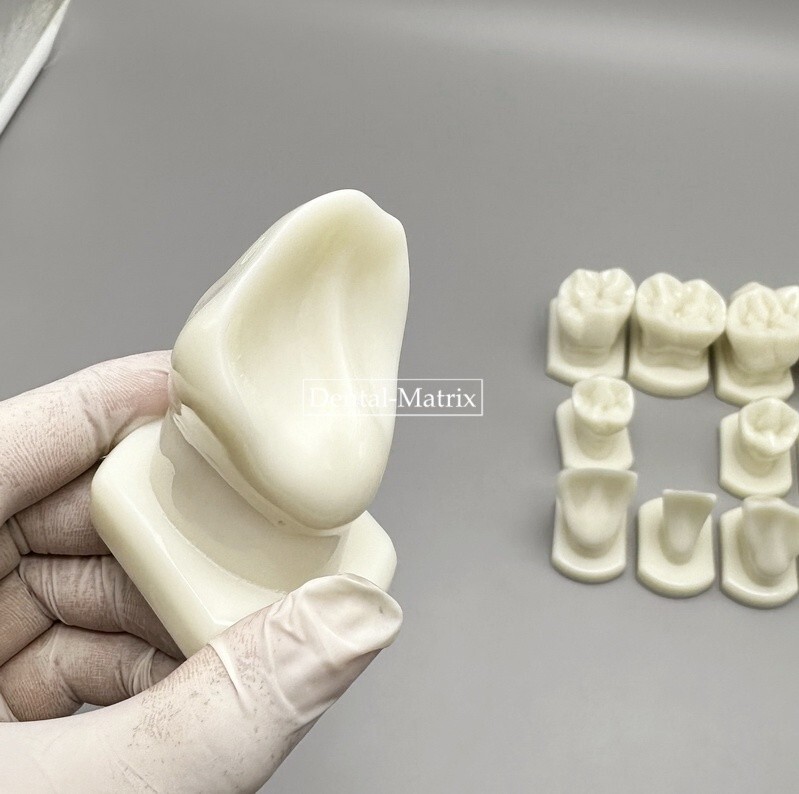 Dental Teeth Form Models OrthodonticTypodont Model Lab Tooth Study Teaching Demo