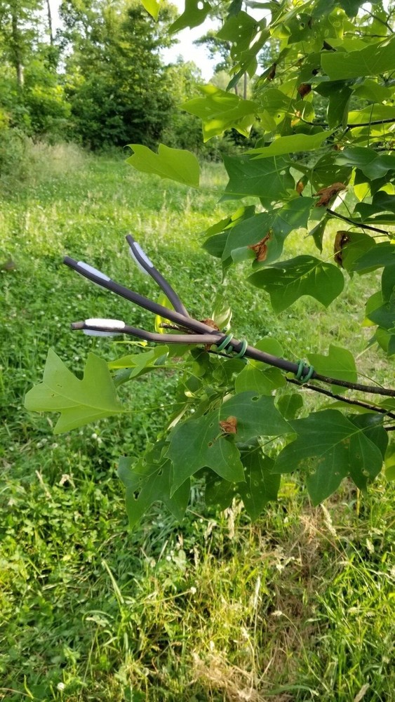 The Ultimate Licking Branch