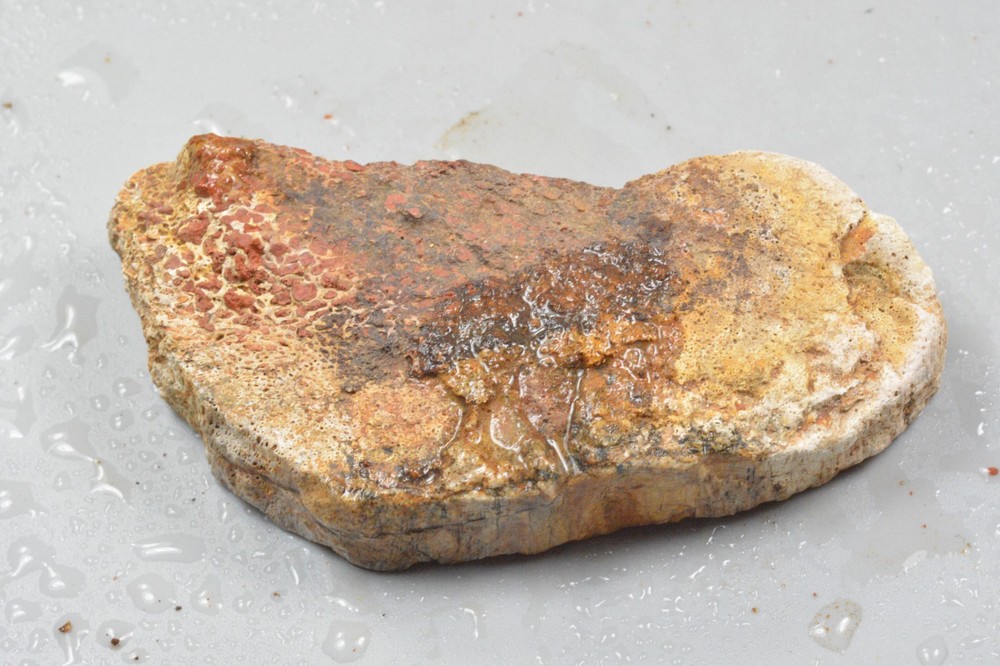 Orange Agatized Dinosaur Bone, New Mexico, 95 grams