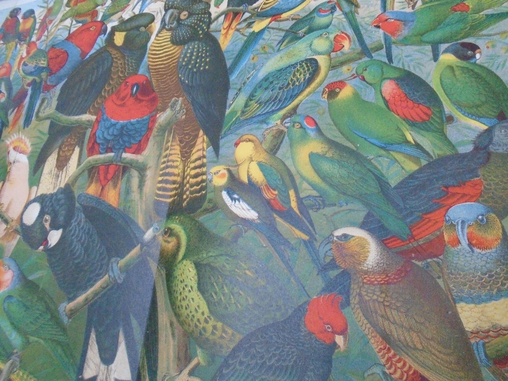 PARROTS AUSTRALIA VICTORIAN LITHOGRAPH STRONG COLOURS (FOLDED) SIZE 41/27CM