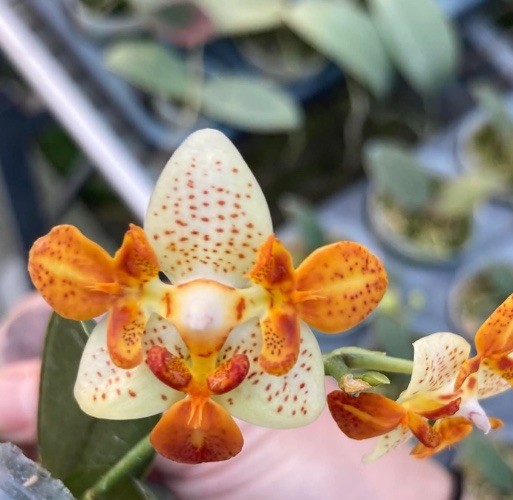 Original Phal Phalaenopsis Mini Mark '3 lips'-FRAGRANT