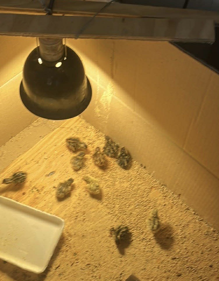 Quail chicks  Poultry Supplies