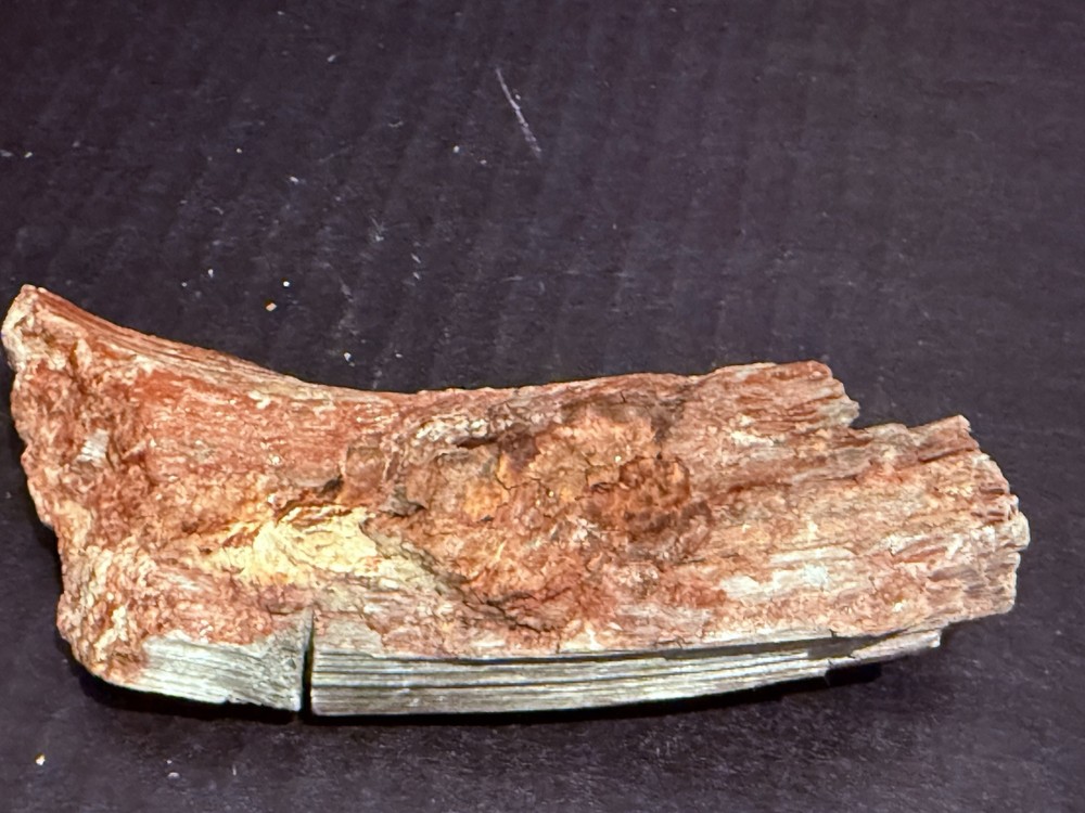 petrified wood