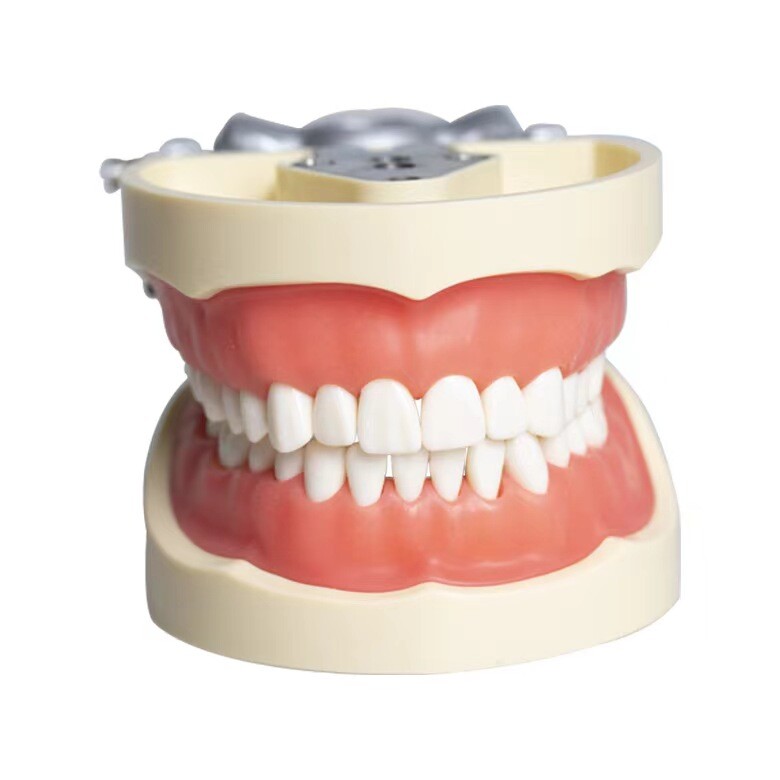 Dental Typodont Teeth Study Teach Tooth Model Implant Endo Caries Demonstration