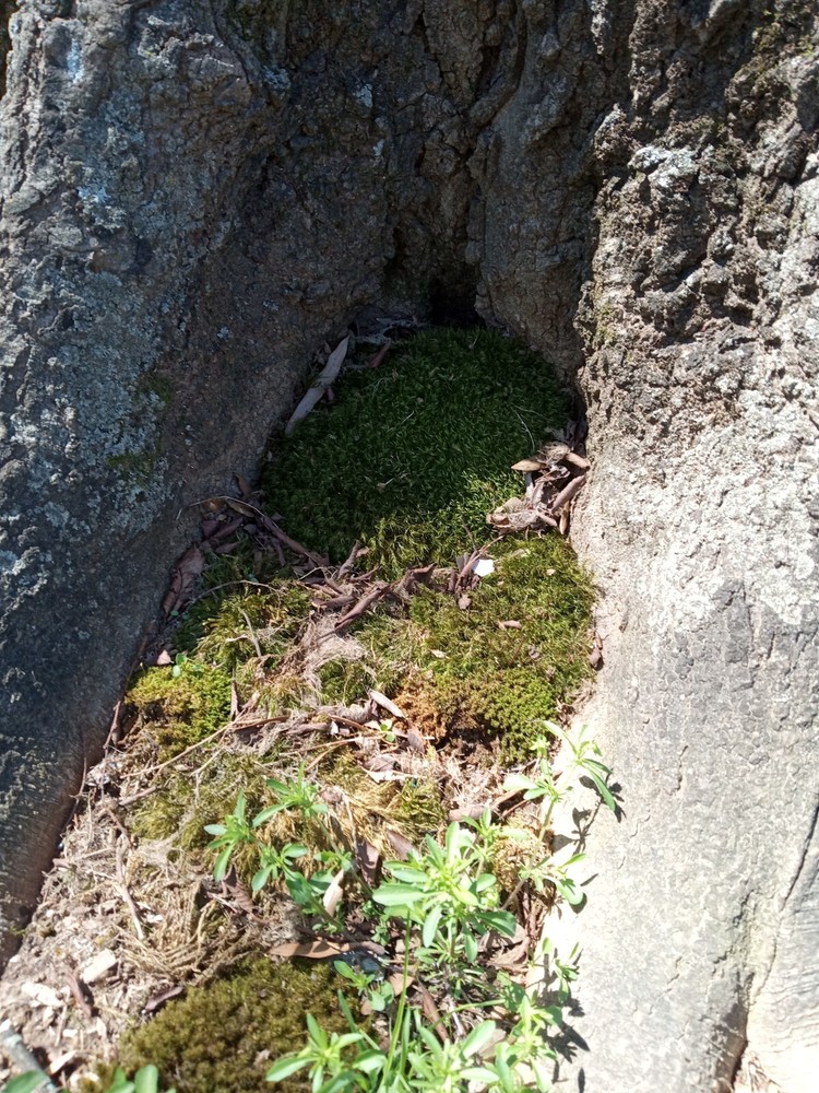 Pincoushing Moss And Mood Moss