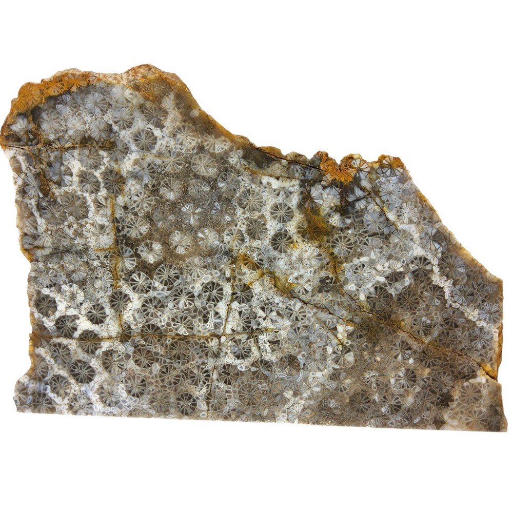 Fossilized Coral, slab, Indonesia, cabbing rough, #R-6953