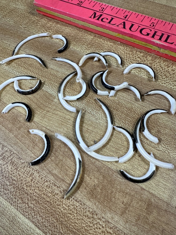 MUSKRAT TEETH CRAFTS SMALL PROJECTS 24 Total AS IS
