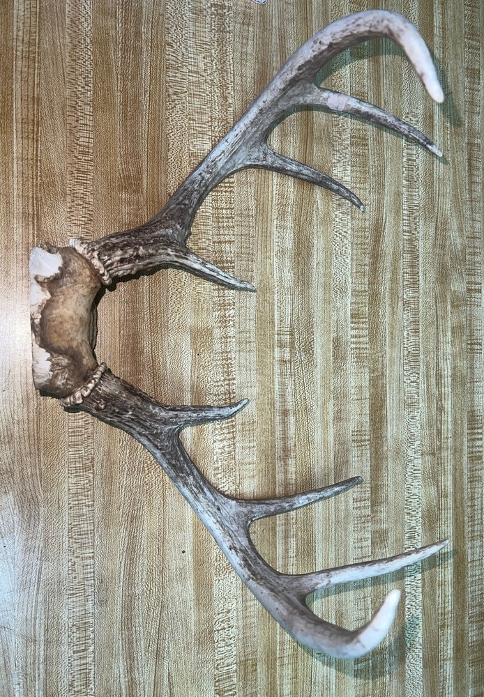 8 Point Buck ￼