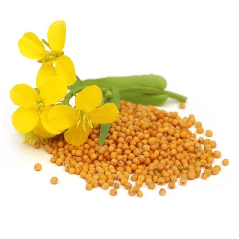 mostard seed_ semilla de mostaza~ 3 oz