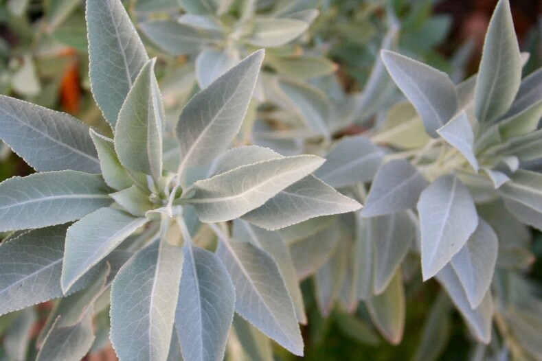 4 oz Candle Scent Oil-WHITE SAGE