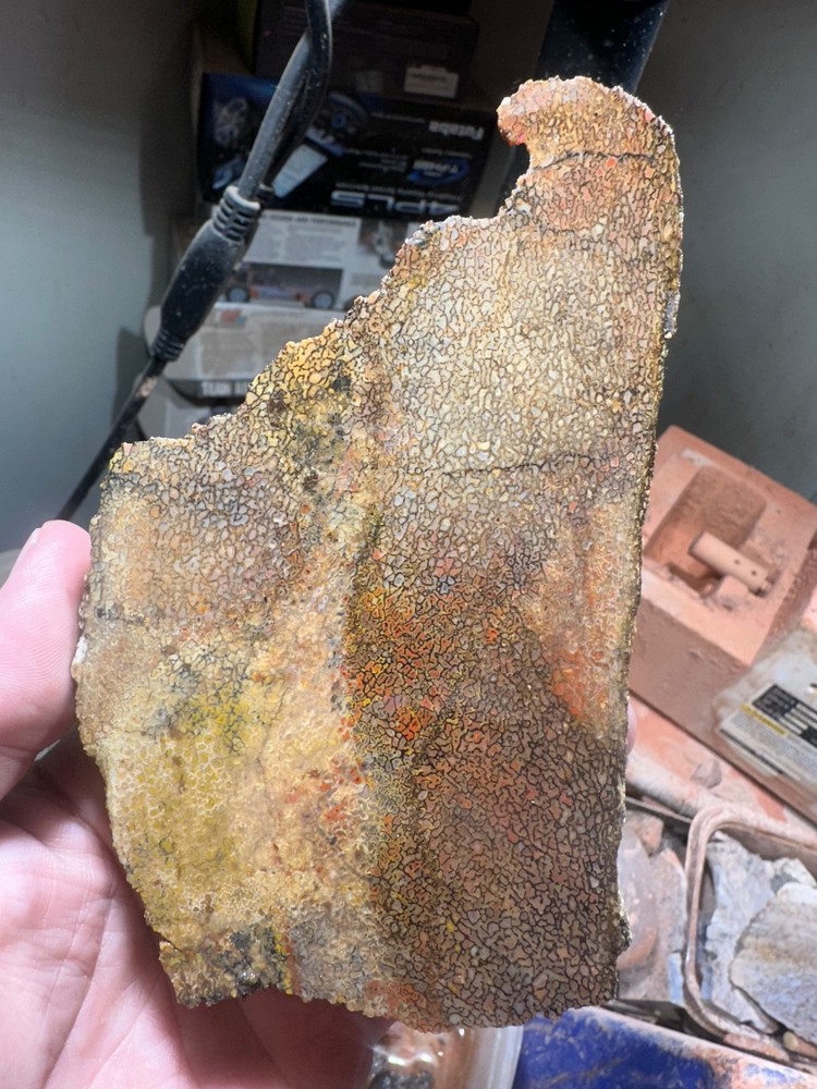 Dinosaur bone rough **hxtled end cut.