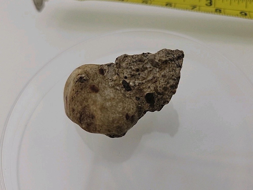 Fossilized Dinosaur HAND CLAW/Knuckle Bone Permineralized Fossil