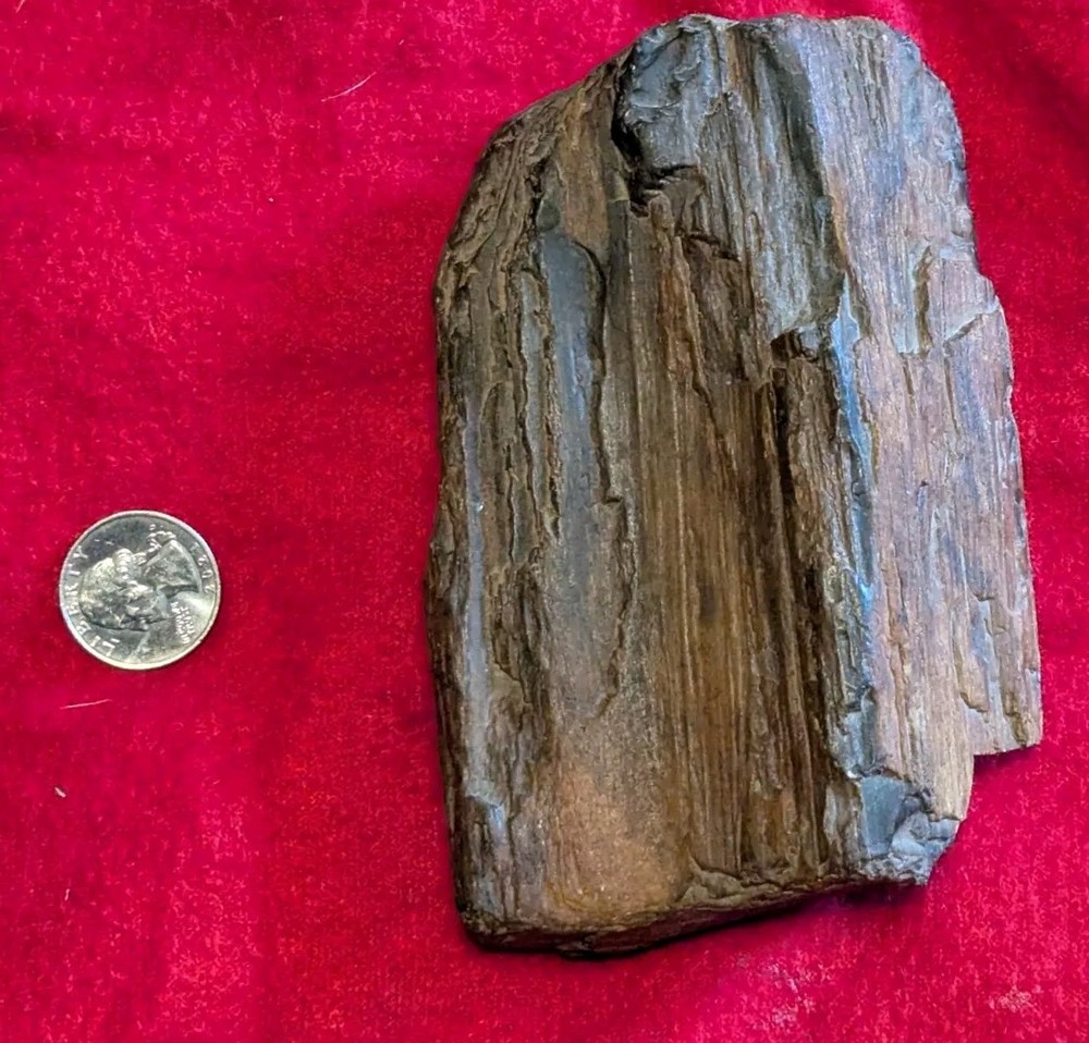 2 Lb Petrified Wood