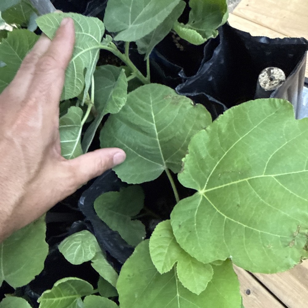 One LSU Tiger Fig Tree YOUNG