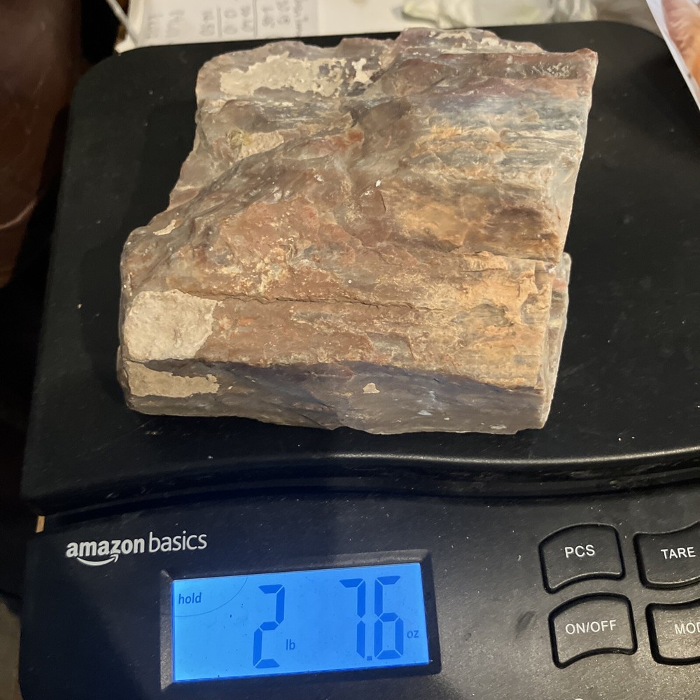Arizona Petrified Wood Specimen