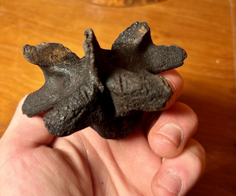 Museum Quality Associated Fossilized Alligator Vertebra Mount