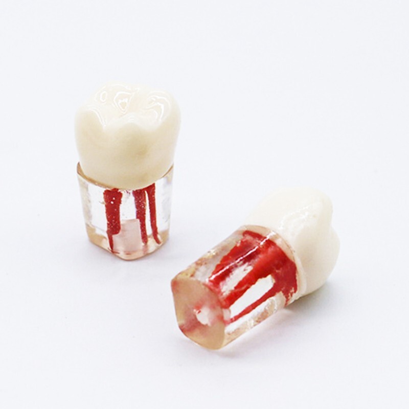 10pcs Dental Root Canal Practice Teeth Model Pulp Cavity Study RCT Endo Practice