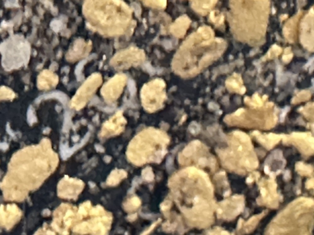 paydirt gold