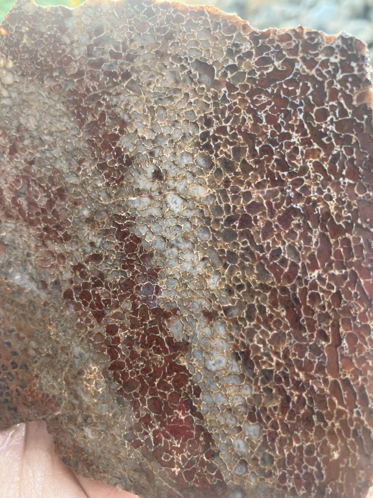 Dinosaur Bone Slab