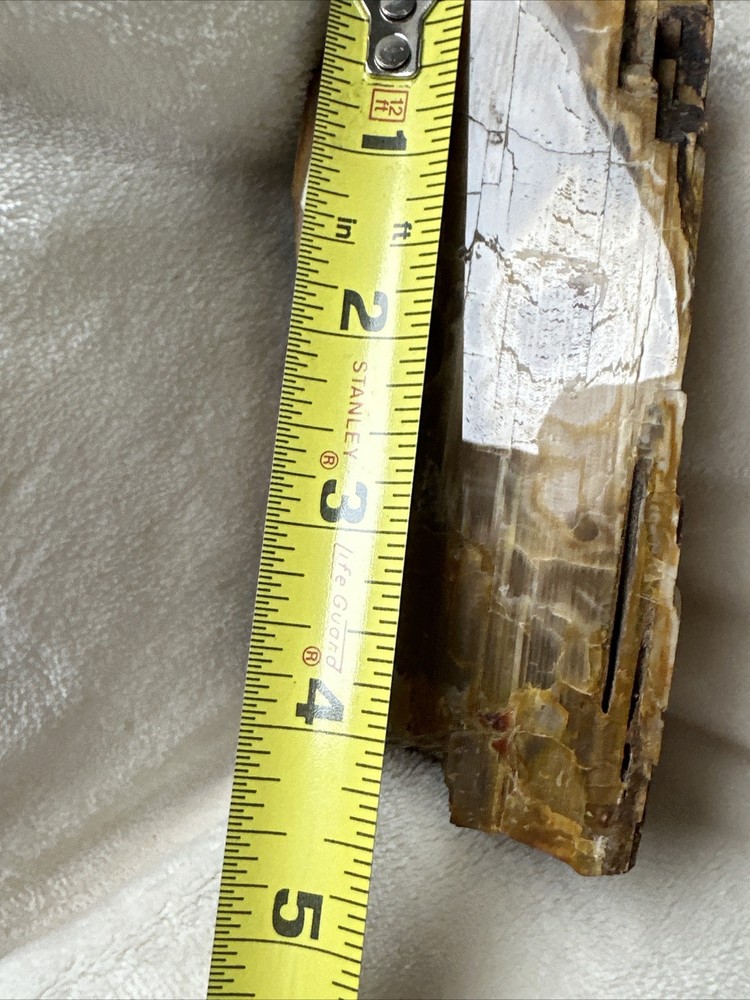 Petrified Wood