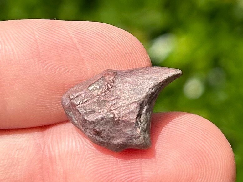 Partial Theropod Dinosaur Claw Fossil from Niger Dino Bones Kryptops Eocarcharia