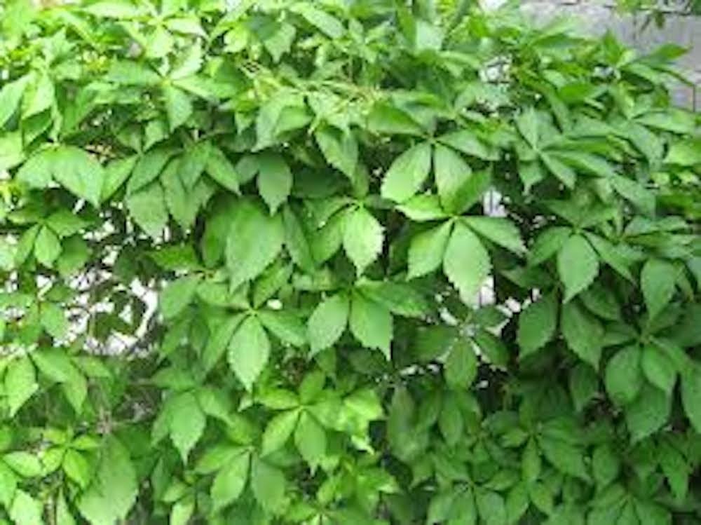 10 Virginia Creeper Plant Bare Roots Native Plants